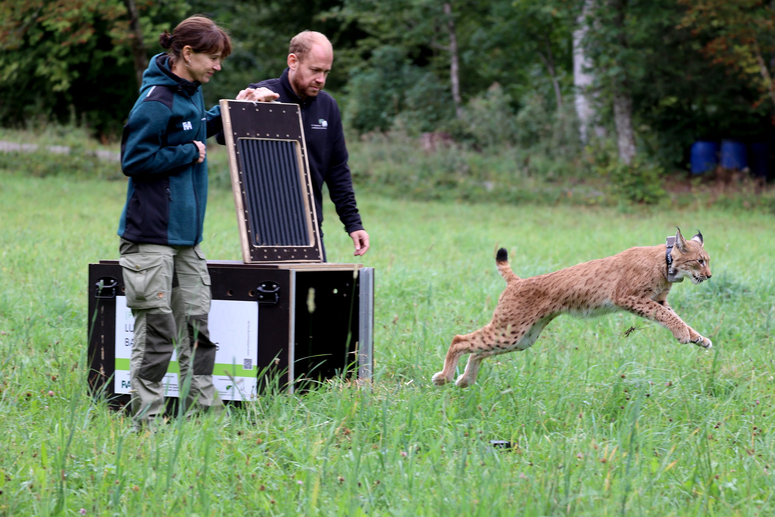 Luchs Nero bei der Auswilderung am 9. September 2026