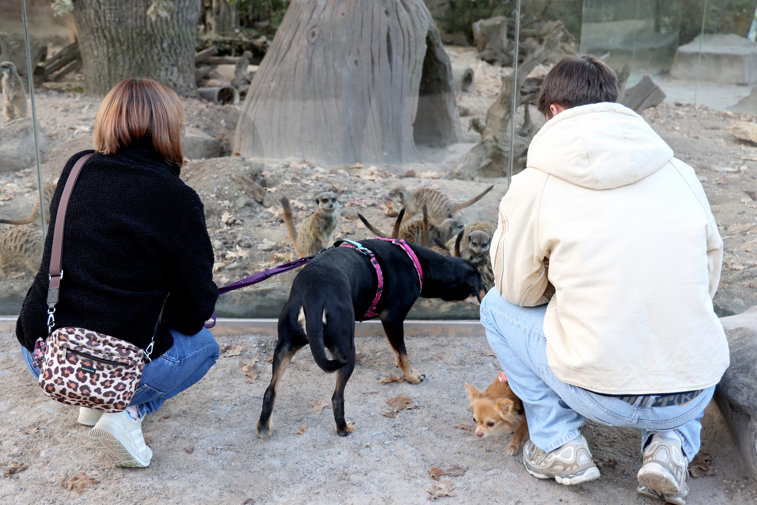 Hunde dürfen an diesen besonderen Wochenenden in den Zoologischen Stadtgarten Karlsruhe mitgenommen werden.