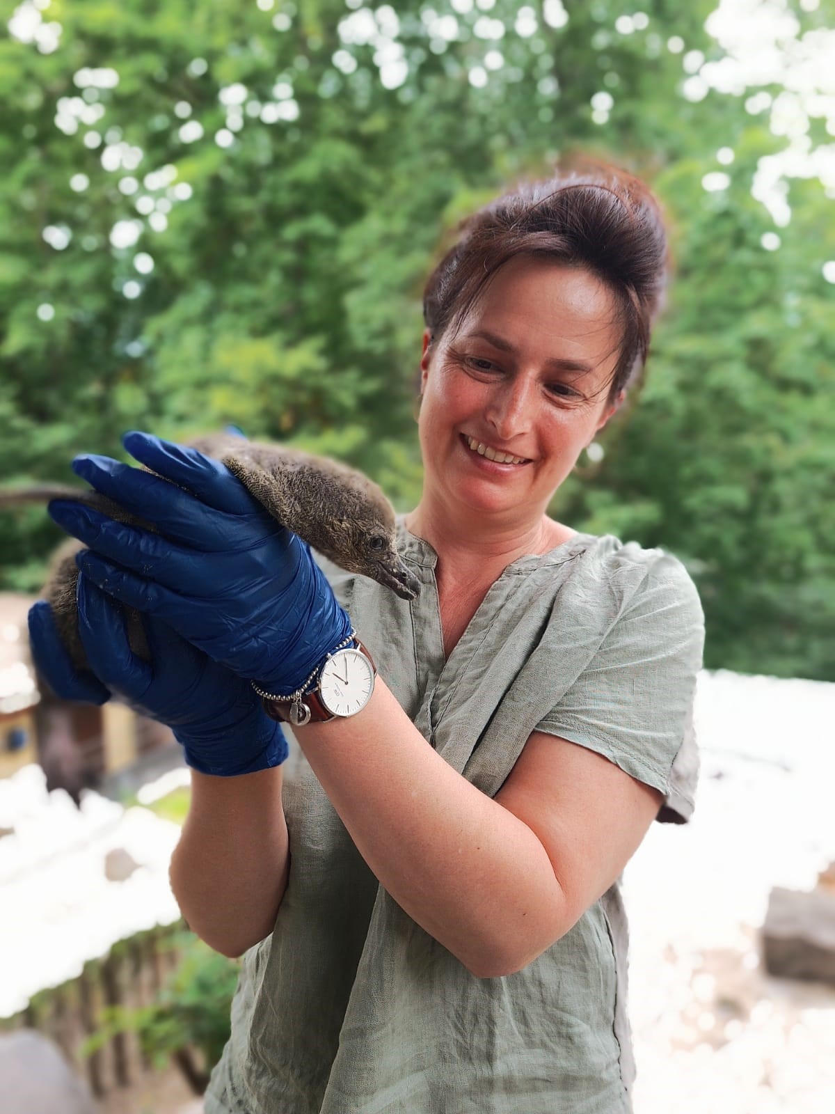 r. Christina Schubert, Kuratorin im Zoo Landau, mit einem jungen Humboldt-Pinguin. Foto: pr/Zoo Karlsruhe