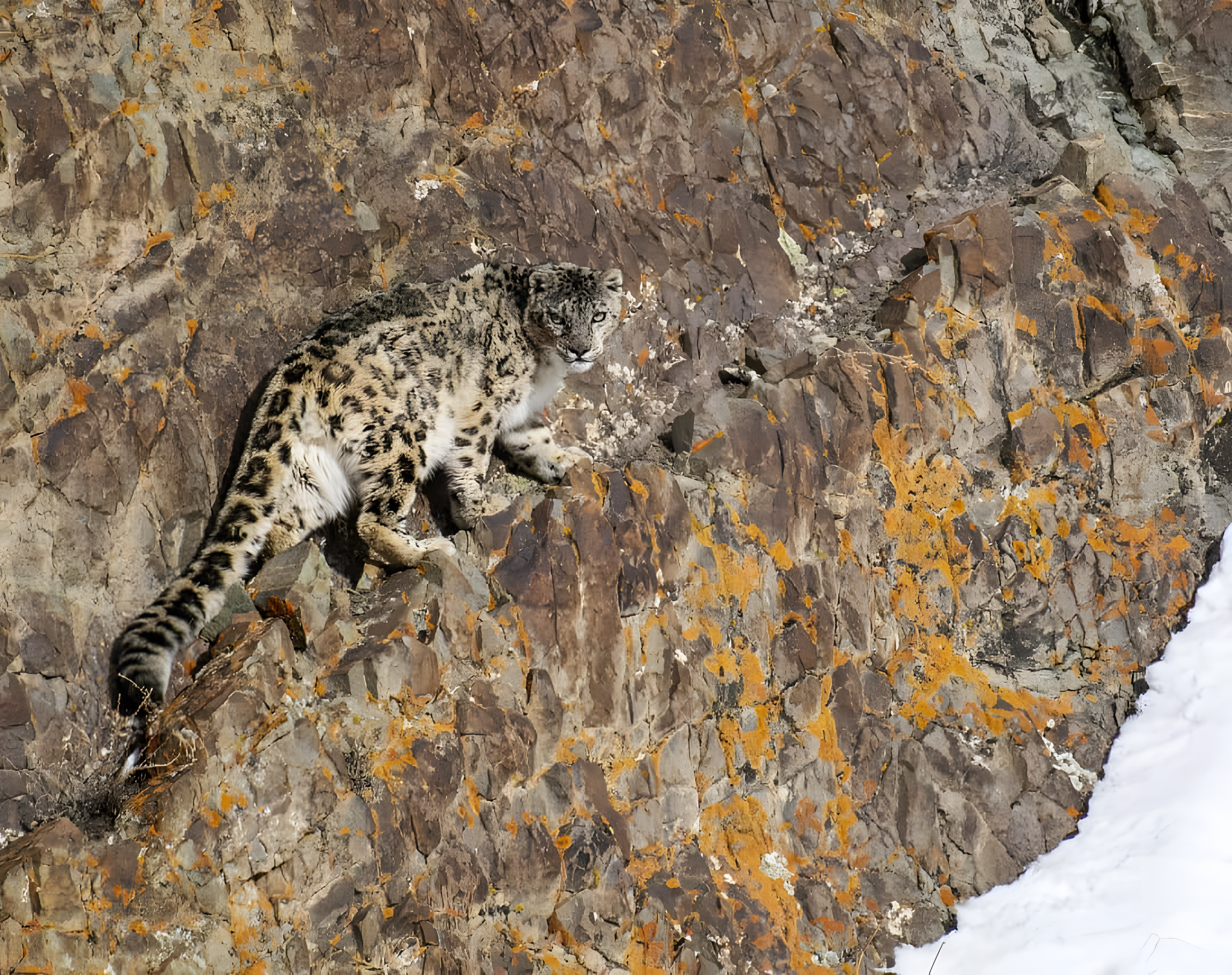 Helga Riedel berichtet von der Arbeit des Snow Leopard Conservancy India Trust und der neuen Zusammenarbeit mit der Artenschutzstiftung Zoo Karlsruhe.